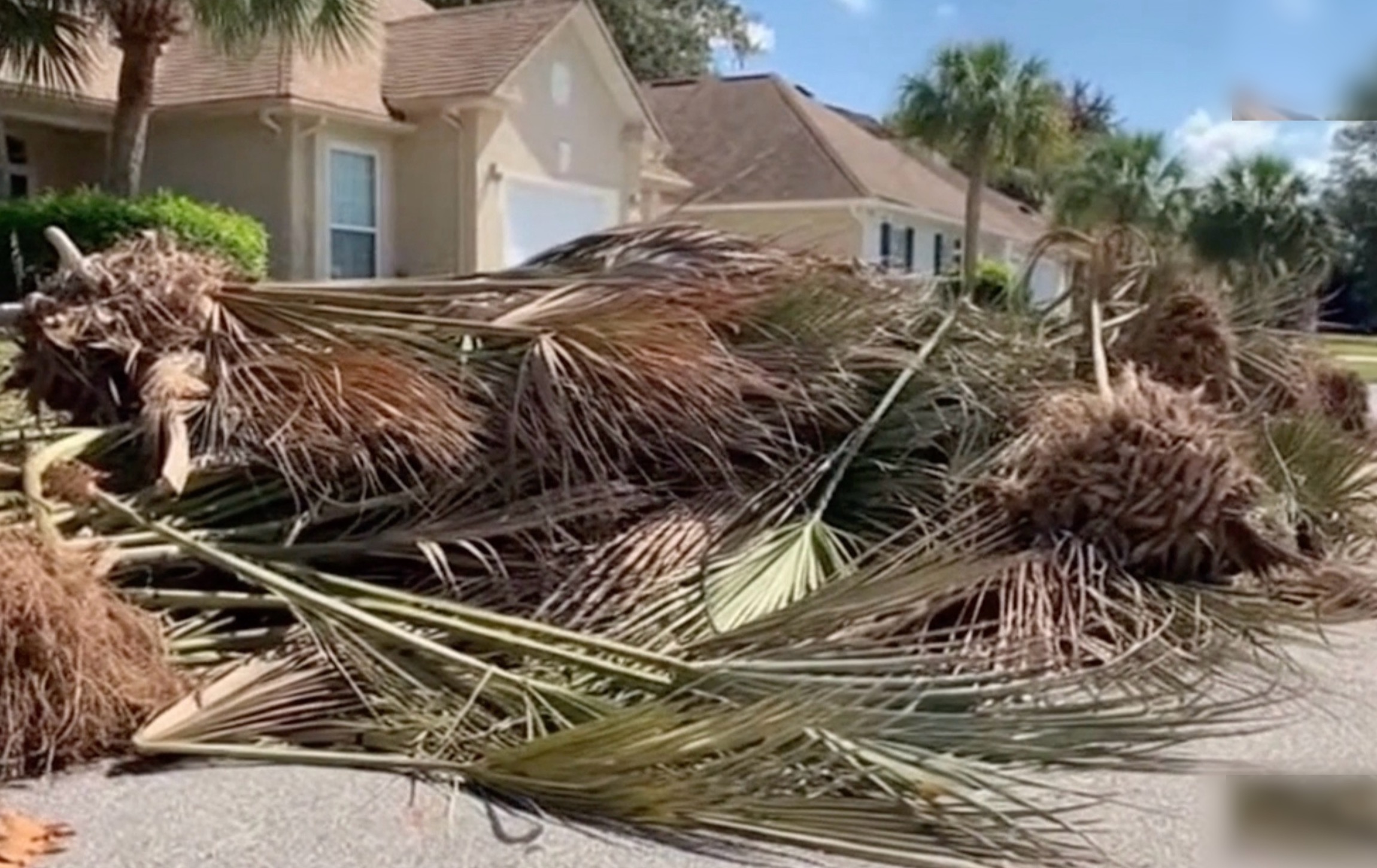 Palm tree area before clean out